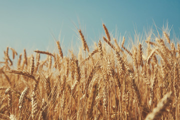 Obraz premium Golden wheat field, harvest and farming