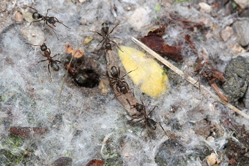 Ameisen versuchen ein Stück Holz in ihren Bau zu schieben, Lasius niger