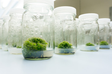 Experiment plant tissue culture in laboratory