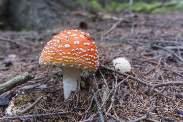 Amanita muscaria growing in the forest.