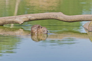 Capybara in the lake