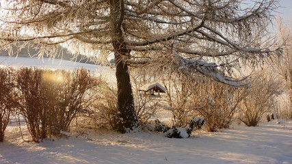 winterlicher frostiger Gartenrand im Gegenlicht