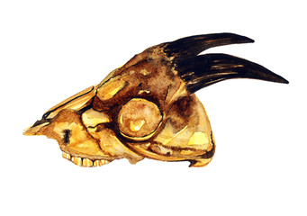 Hand Painted Watercolor Illustration Isolated: Yellow goat skull with horns (profile)