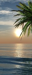 palm sea and sun.