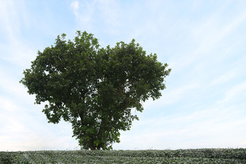 Obraz premium Tree in the shape of heart with light blue sky, valentines day background.