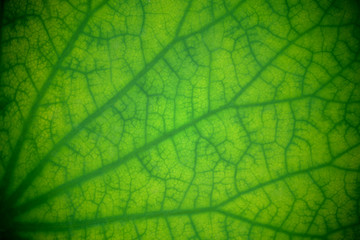 Patterned on a lotus leaf with dew for background