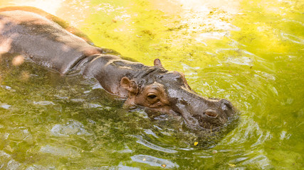 A hippopotamus floating in water with its half body above water