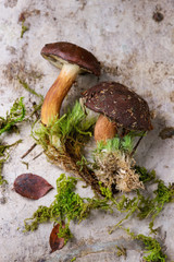 Polish mushroom boletus