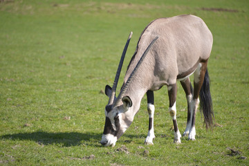 Naklejka na ściany i meble Gemsbok or gemsbuck (Oryx gazella) grazing