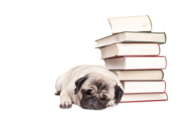 adorable cute pug dog puppy lying down sleeping next to plie of books, isolated on white background