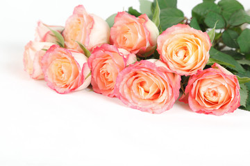 Peach and coral roses isolated on white background