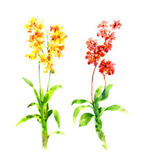 watercolor painting of leaves and flower, on white background