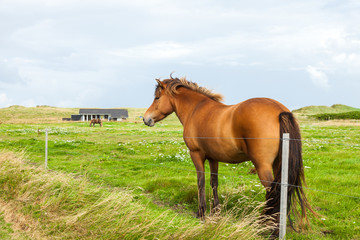 Free horse in the gree meadow