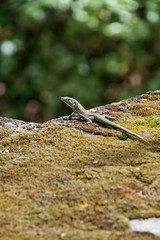 Lizard sitting on Wall of Stone, Italy