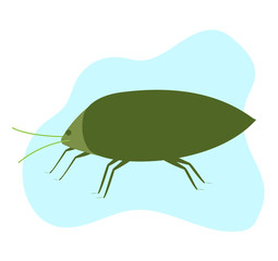 Aphid Insect