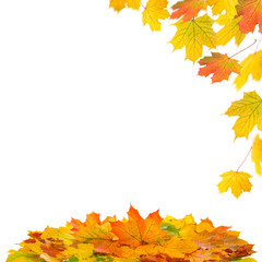 Naklejka na ściany i meble Red yellow maple leaves on white background. Autumn fall