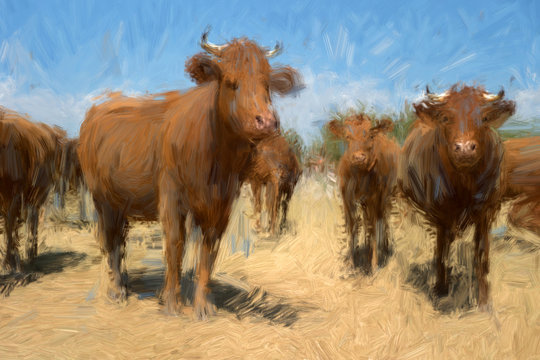 Brown cows