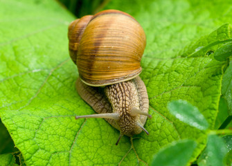 Snail on the leaf