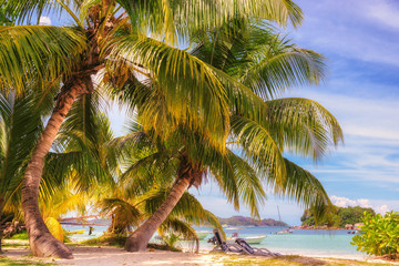 Coconut palm tree on tropical beach over blue ocean, Seychelles 