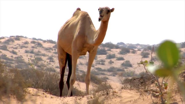 10248 wild dromedary walk to camera
