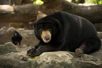 Malayan sun bear, Honey bear, is resting on a rock with an eastern jungle crow in background