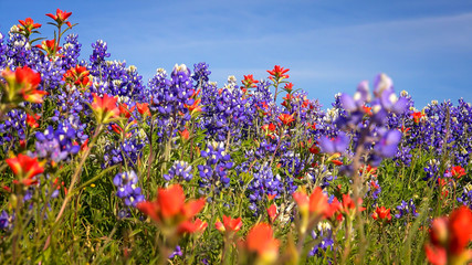 Wildflowers in Texas Hill Country - bluebonnet and indian paintb