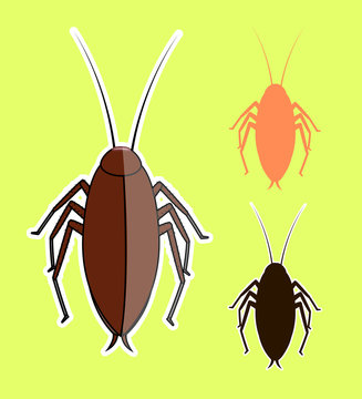 Cockroach Insects Vectors