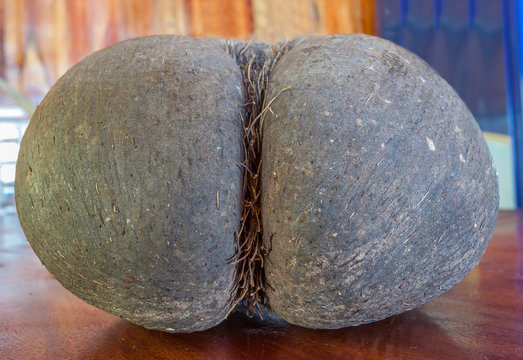  coco-fesses des Seychelles