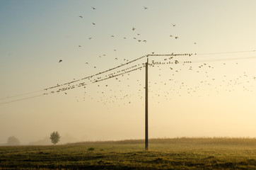 many birds flying and sitting on power lines on the background of nature dawn fog and sun