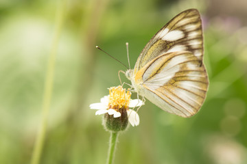 Butterfly on a flower, vintage