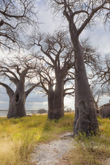 Fototapeta na wymiar Baines Baobab trees