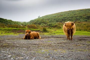 Highland coo (Scotland cow) in Dartmoor National Park in Devon, England, UK

