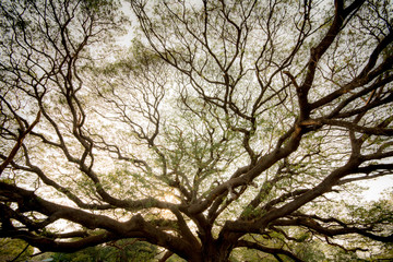 Fototapeta na wymiar Giant tree