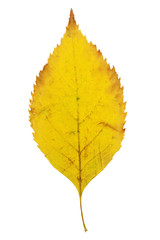 Autumn leaf withered in yellow with sharp edges