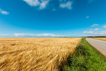 golden wheat field and light blue sky