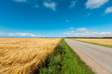 golden wheat field and light blue sky