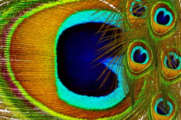 Obraz premium Beautiful peacock feathers as background with text copy space