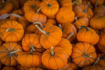 Mini Pumpkins