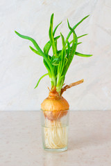 Green onions with roots in a glass of water
