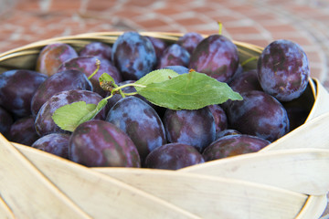 prunes violettes