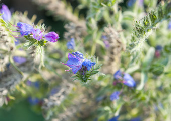 violet flower closeup