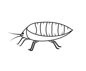 Drawing Art of Aphid Insect