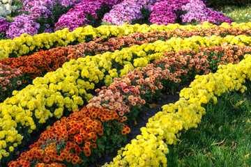 Flower beds with colorful chrysanthemums. Parkland in Kiev, Ukraine.