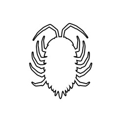 Drawing Art of Lice Insect