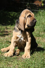 Adorable bloodhound puppy sitting in the garden - obrazy, fototapety, plakaty