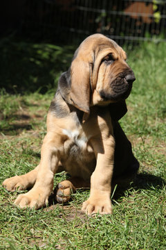 Adorable bloodhound puppy sitting in the garden