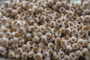 Garlic