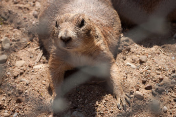 Prairie dog behind bars.