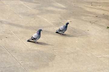 Pigeons