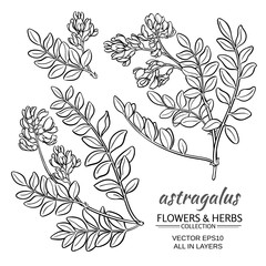 astragalus vector set